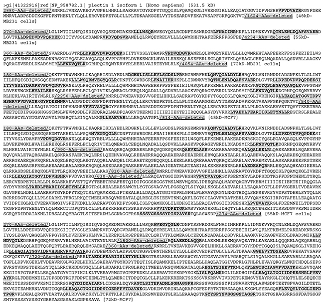 Sequences with the LC-MS/MS-detected (boldfaced and shaded) peptides that are unique to the Plectin-1 isoform 1 (PLEC), with the regions lacking any detected peptide not shown (i. e. deleted to shorten the length).