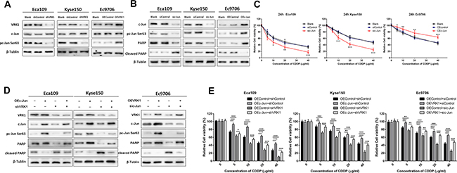 VRK1 induces CDDP resistance by activating and phosphorylating c-Jun in ESCC.