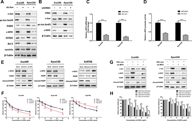 VRK1/c-Jun promotes CDDP resistance via up-regulation of c-MYC in ESCC.