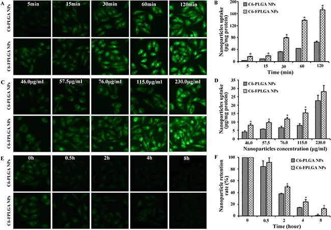 Cellular uptake and exocytosis of C6-PLGA NPs and C6-FPLGA NPs in MCF-7 cells.