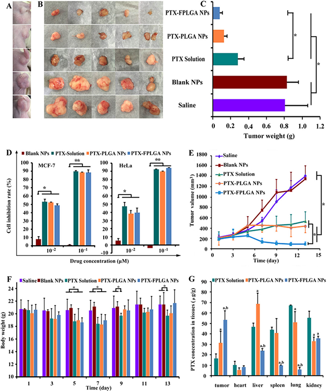 In vivo and in vitro anti-tumor capacities of PTX-PLGA NPs and PTX-FPLGA NPs.
