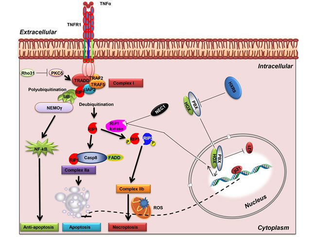 Activation of RIP1-mediated necroptosis.