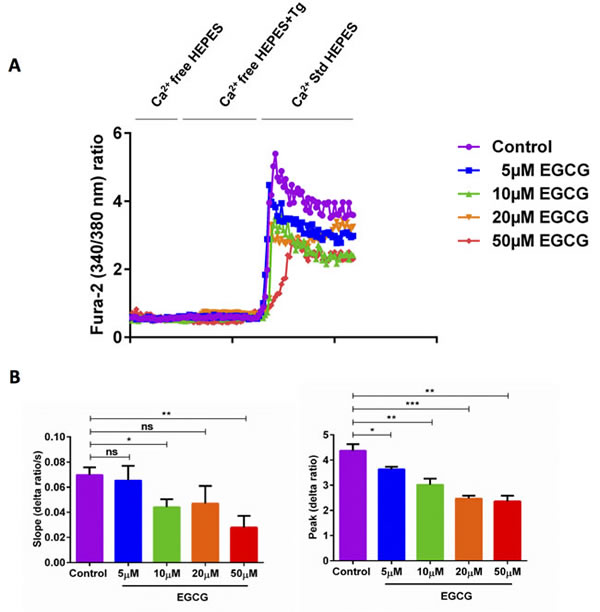 EGCG treatment significantly decreased SOCE in activated murine CD4