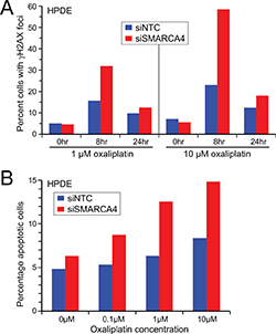SMARCA4 knockdown in human pancreatic ductal epithelial cells results in impaired DNA damage response and increased apoptosis.