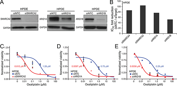 Knockdown of any of several key SWI/SNF subunits sensitizes human pancreatic ductal epithelial cells to oxaliplatin.