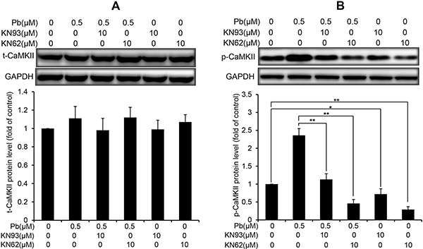 Effects of two CaMKII inhibitors (KN93, KN62) on the protein levels of t-CaMKII and p-CaMKII in Pb-exposed cells.