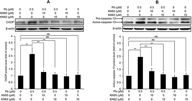 CaMKII inhibition blocks the activation of CHOP and caspase-12 in Pb-exposed rPT cells.