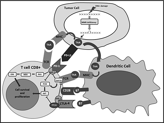 Shows the interactions of PD-1 and CTLA-4 expressed on the surface of the T cells with the respective ligands and the subsequent activation of immune checkpoint signalling pathways that inhibit lymphocytes survival and proliferation.