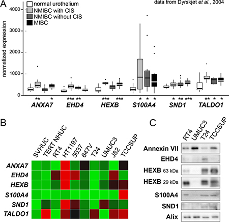 Examination of candidate EV proteins in patient and cell line arrays.