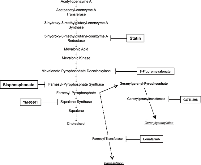 Selected schema of the mevalonate pathway with inhibitors used in this study.