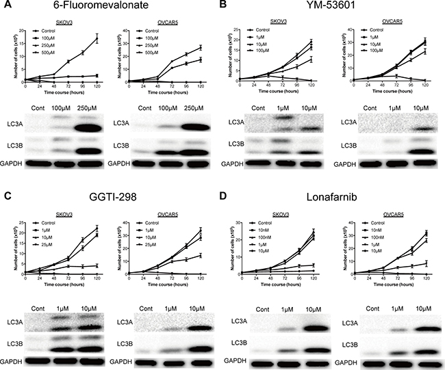 A representative inhibitors on the mevalonate pathway significantly inhibited cell proliferation of ovarian cancer and induced autophagy.