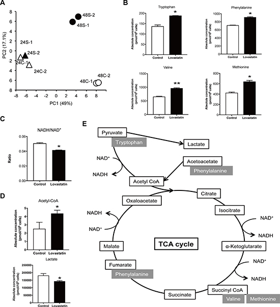 Lovastatin administration increased TCA cycle related metabolites and interfered glycolysis.