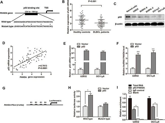 LncRNA PANDA is induced by p53 and p53 interacts with the p53 response element in the promoter region of PANDA.