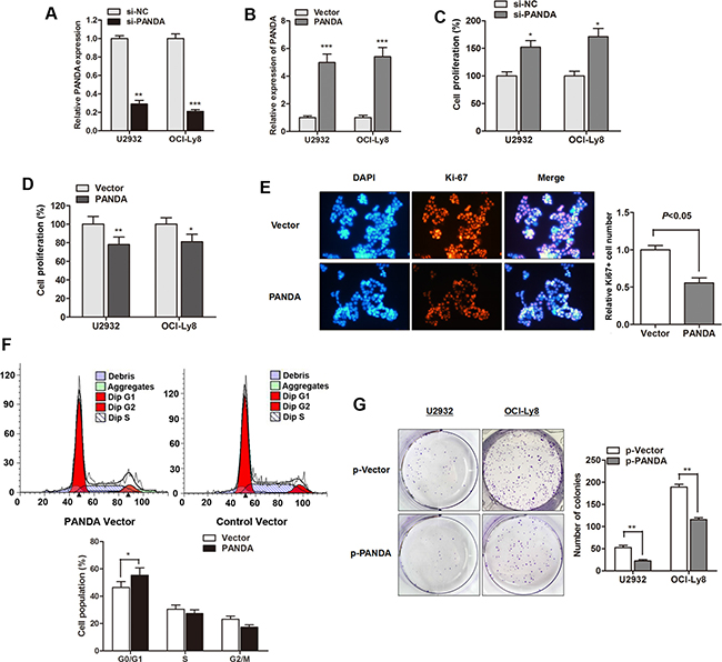 LncRNA PANDA suppresses proliferation and induces cell-cycle arrest in DLBCL cells.