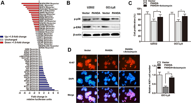 LncRNA PANDA regulates cell proliferation through inactivation of MAPK/ERK signaling pathway.