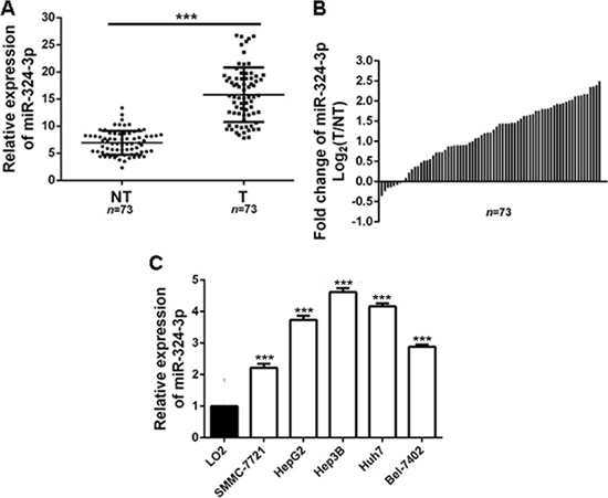 MiR-324-3p is frequently upregulated in HCC tissues and cell lines.