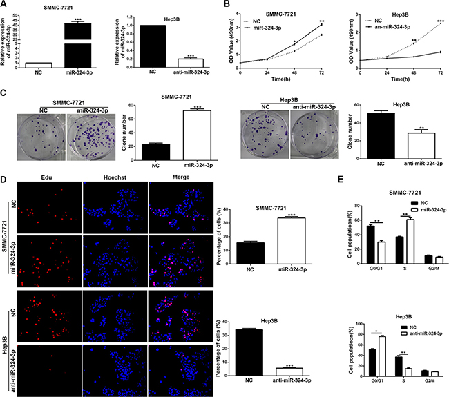 MiR-324-3p promotes cell viability, colony formation, proliferation and cell-cycle progression in HCC cells.