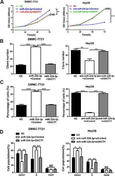DACT1 mediates the oncogenic role of miR-324-3p in HCC cells.