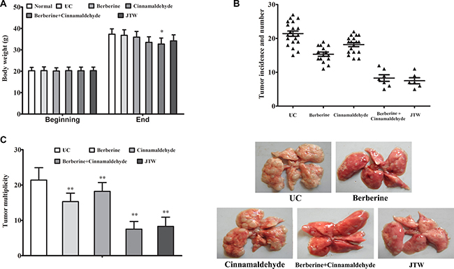 Berberine and cinnamaldehyde together prevented urethane-induced lung carcinogenesis.
