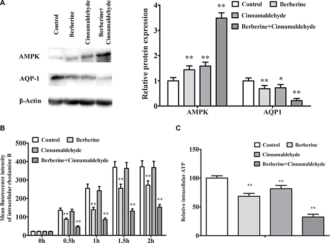 Berberine and cinnamaldehyde together synergistically regulated AMPK/AQP-1 protein levels and prevented substance permeability in A549 cells.
