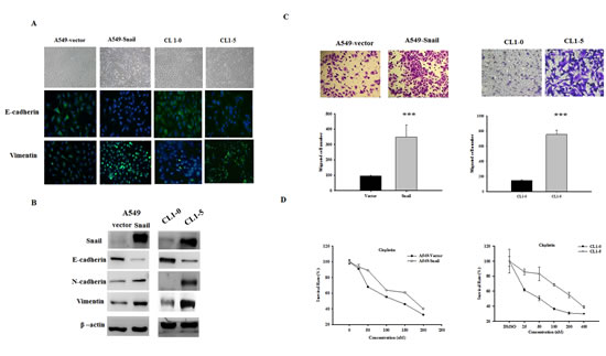 Snail overexpression induces the epithelial&#x2013;mesenchymal transition (EMT) in A549 and CL1-5 cells.