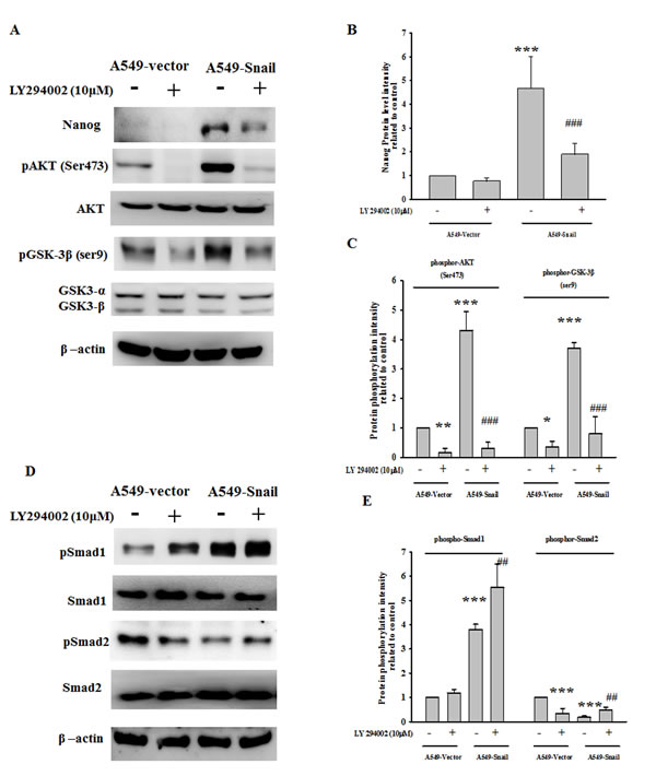 PI-3 kinase/Akt activation and GSK3&#x3b2; inactivation are required for Snail-induced Nanog expression.