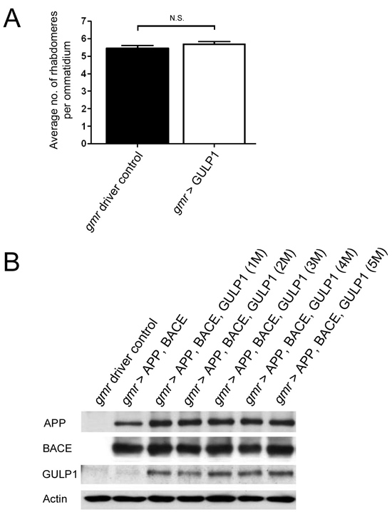 Characterization of GULP1 transgene in