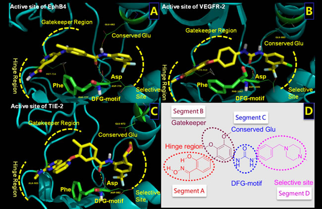 Structures of the active sites of three RTKs bound with co-crystalized inhibitors.