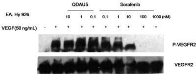Effect of QDAU5 on the level and phosphorylation of VEGFR-2 in EA.hy926 cells.