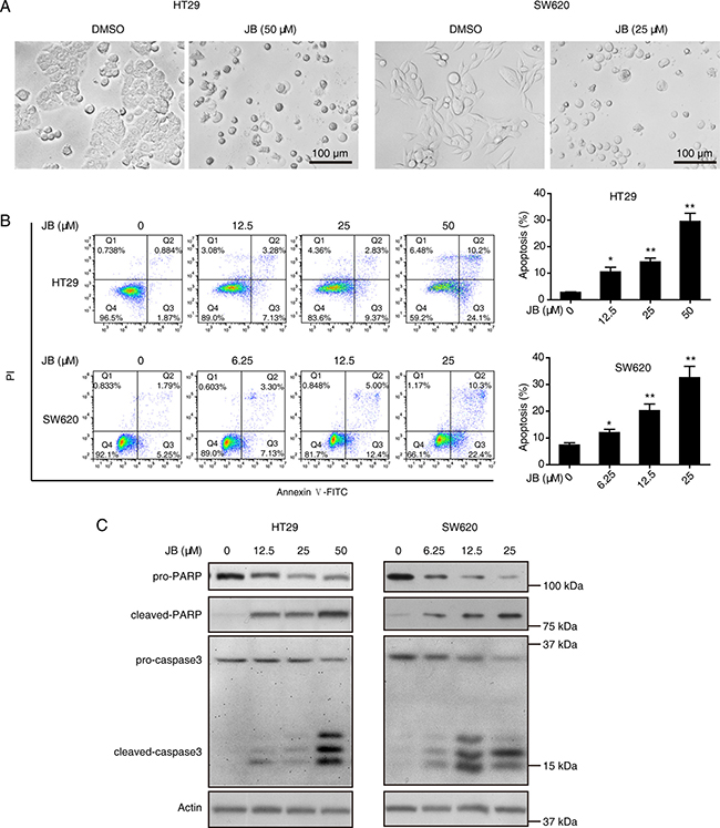 JB induces the apoptosis of CRC cells.