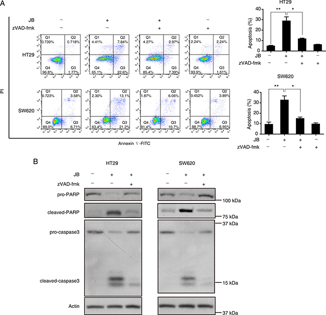 Caspase activation is required for the apoptosis induced by JB in CRC cells.