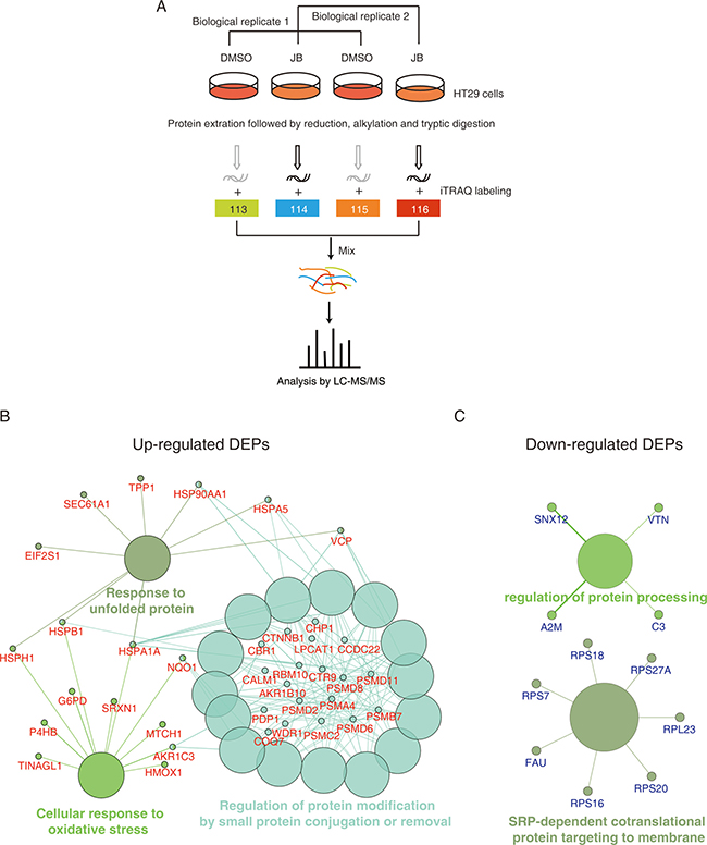 iTRAQ-based proteomics identifies JB-regulated proteins.