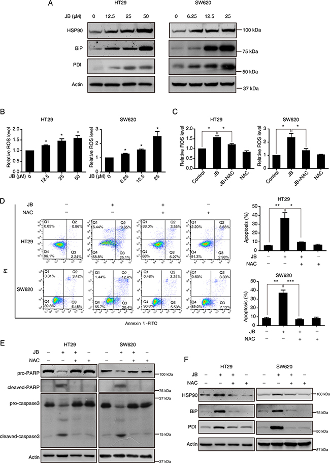JB induces apoptosis via ROS/ER stress signaling.