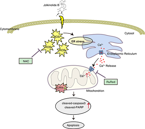 Schematic diagram of the apoptotic pathway induced by JB.