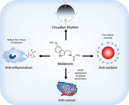 Effect of melatonin on the physiological and pathological functions.