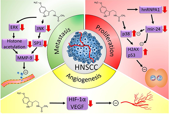 Proposed oncostatic actions of melatonin on head and neck cancer (HNSCC).