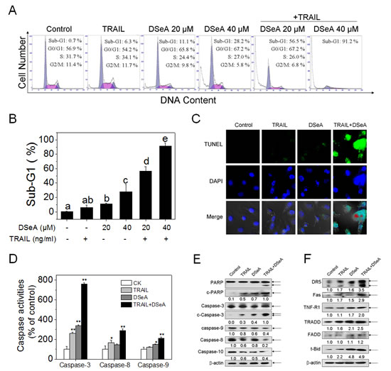 DSeA enhances TRAIL-induced A375 cells apoptosis though activation of mitochondrial and death receptor signaling pathways.