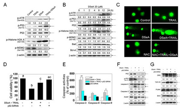 Co-treatment activated DNA damage-mediated p53-dependent apoptotic pathways in A375 cells.