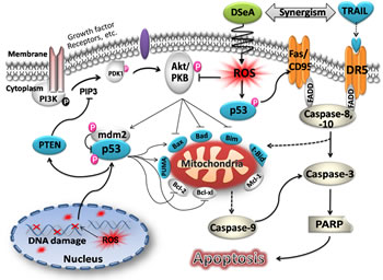 Proposed apoptosis-inducing signaling pathway triggered by DSeA and TRAIL in A375 cells.