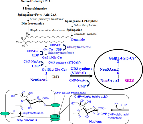 Schematic illustration of disialyl ganglioside GD3 synthesis in mammalian cells.