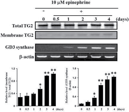 Increase in membrane recruitment of TG2 in response to epinephrine.