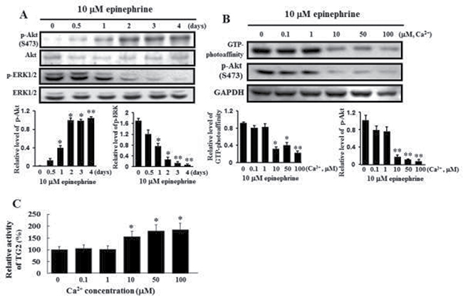 Activation of Akt phosphorylation and inactivation of ERK1/2 by treatment with 10 &#x03BC;M epinephrine and comparison of the GTP photoaffinity of membrane-bound TG2 and its transglutaminase activity at varying calcium concentrations.
