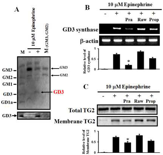 &#x03B1;1-AR-mediated increases in GD3 expression and membrane recruitment of TG2.