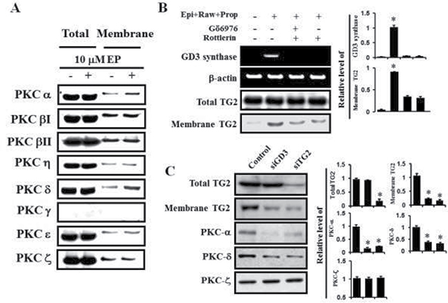 PKC &#x03B1; and &#x03B4; mediated GD3 synthase expression via &#x03B1;1-AR/TG2.