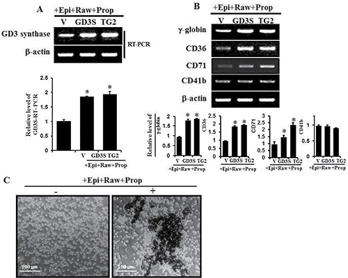 GD3 synthase expression and expression of several erythroid differentiation marker genes induced by &#x03B1;1-AR/TG2-mediated signaling.