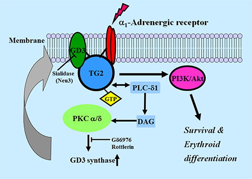 Schematic diagram of GD3 synthase expression induced by &#x03B1;1-AR/TG2-mediated signaling in K562 cells.