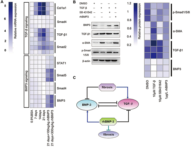 Semi-quantitative RT-PCR revealed the mutually inhibitory relationship between Bmp3 and Tgf-&#x03B2;1 in fibrotic fibroblasts of BLM and NIH-3T3 fibroblasts.