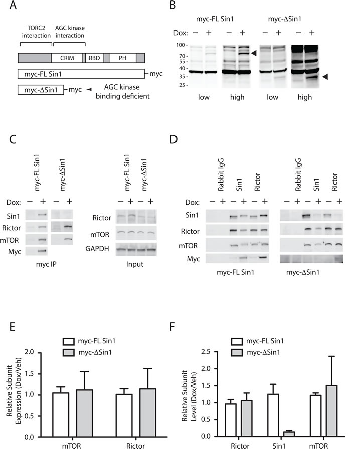 Truncated Sin1 displaces endogenous Sin1 from mTORC2 in DLD1 colon cancer cells.