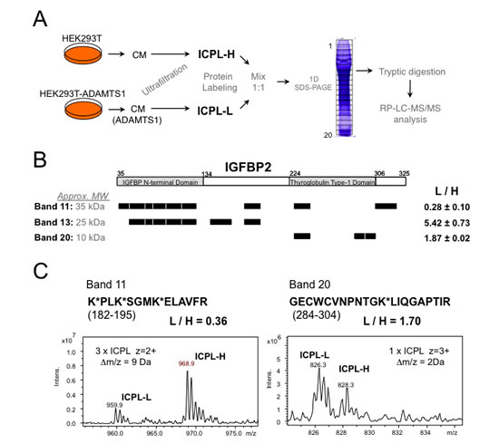 Proteomic approach for the identification of ADAMTS1 substrates.