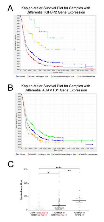 Evaluation of IGFBP2 and ADAMTS1 expression in the REMBRANDT database.